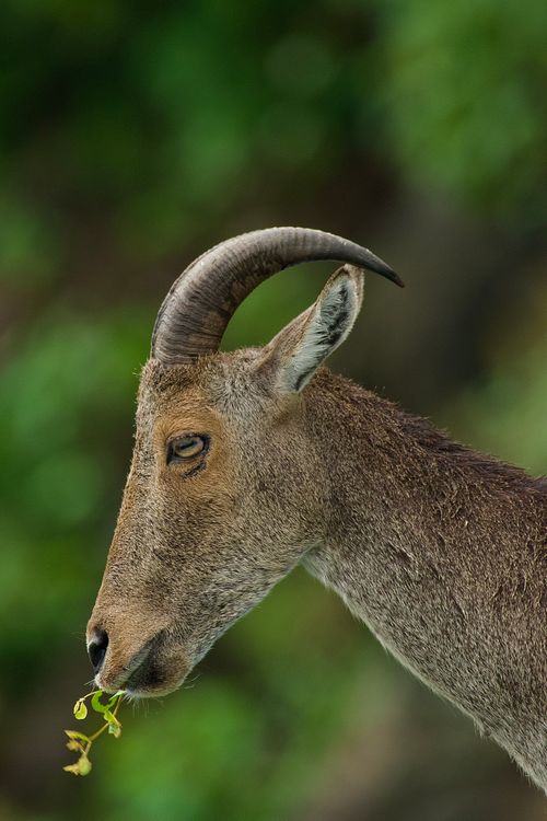 Free Close-up of a Nilgiri Tahr (Nilgiritragus hylocrius) eating leaves in Pollachi, India. Stock Photo