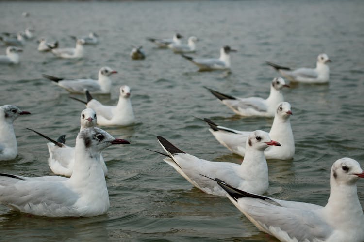 Seagulls Floating In Sea