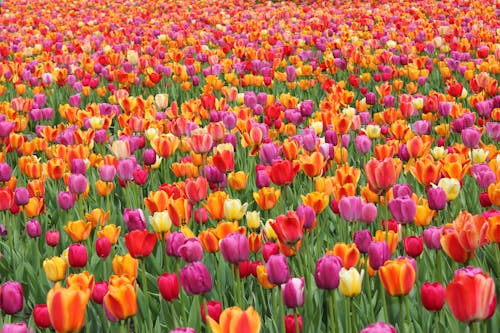Ingyenes stockfotó növényvilág, színes, virágfotózás témában Stockfotó