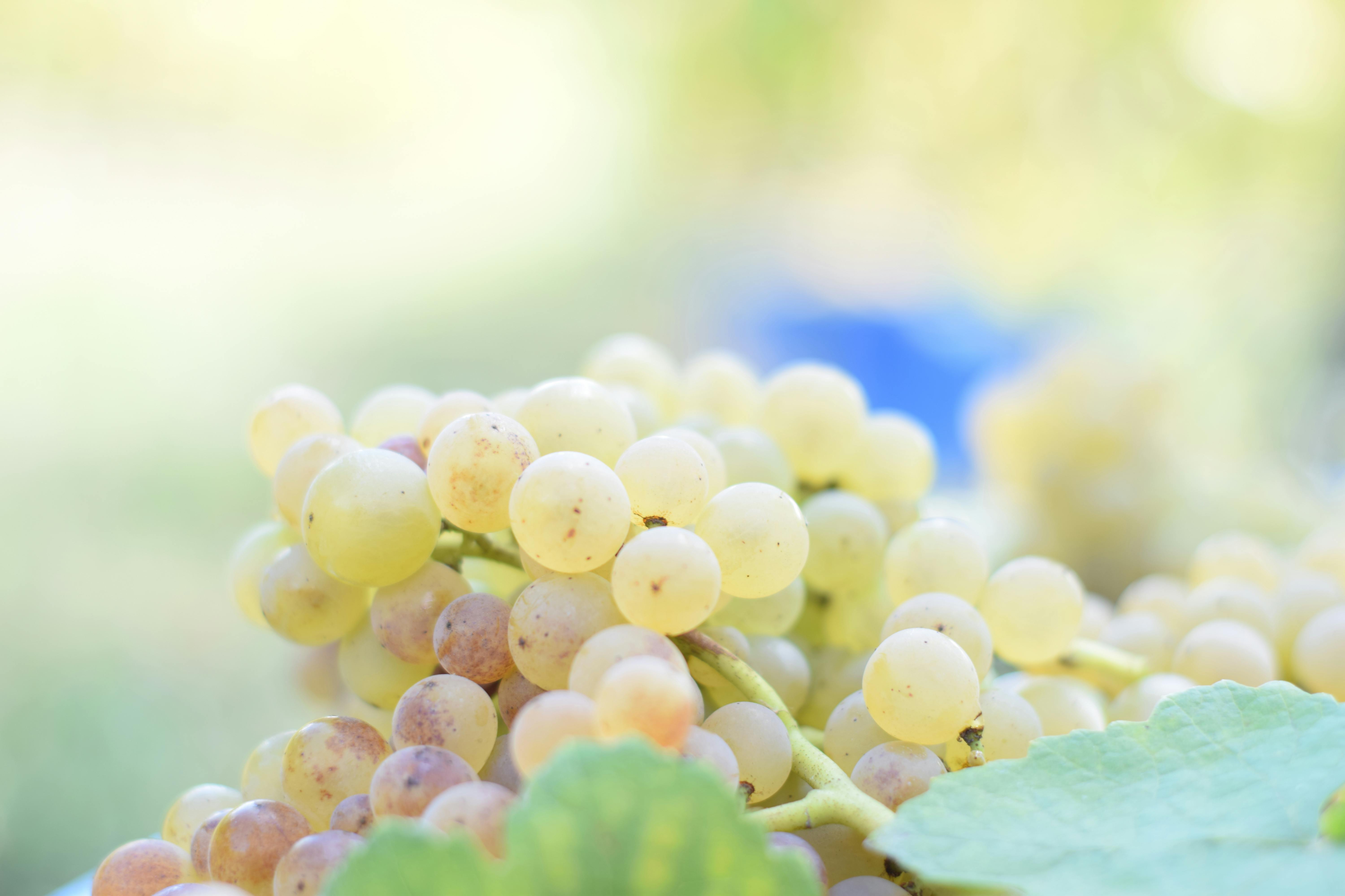 Free stock photo of grapes, white wine, wine grapes
