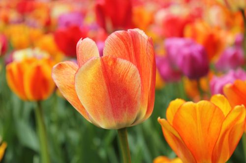 Free Vibrant tulips in full bloom showcasing an array of colors in a beautiful outdoor setting. Stock Photo