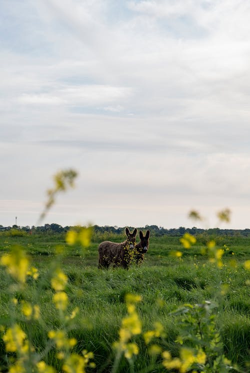 Donkeys on Grass Field