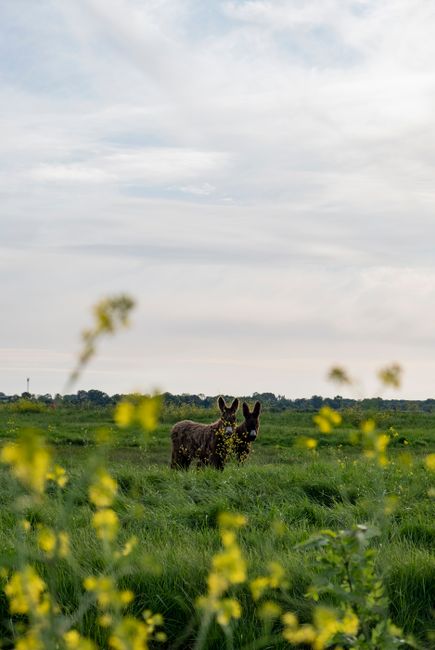 A donkey stands in a lush green grassfield, surrounded by colorful wildflowers in France.