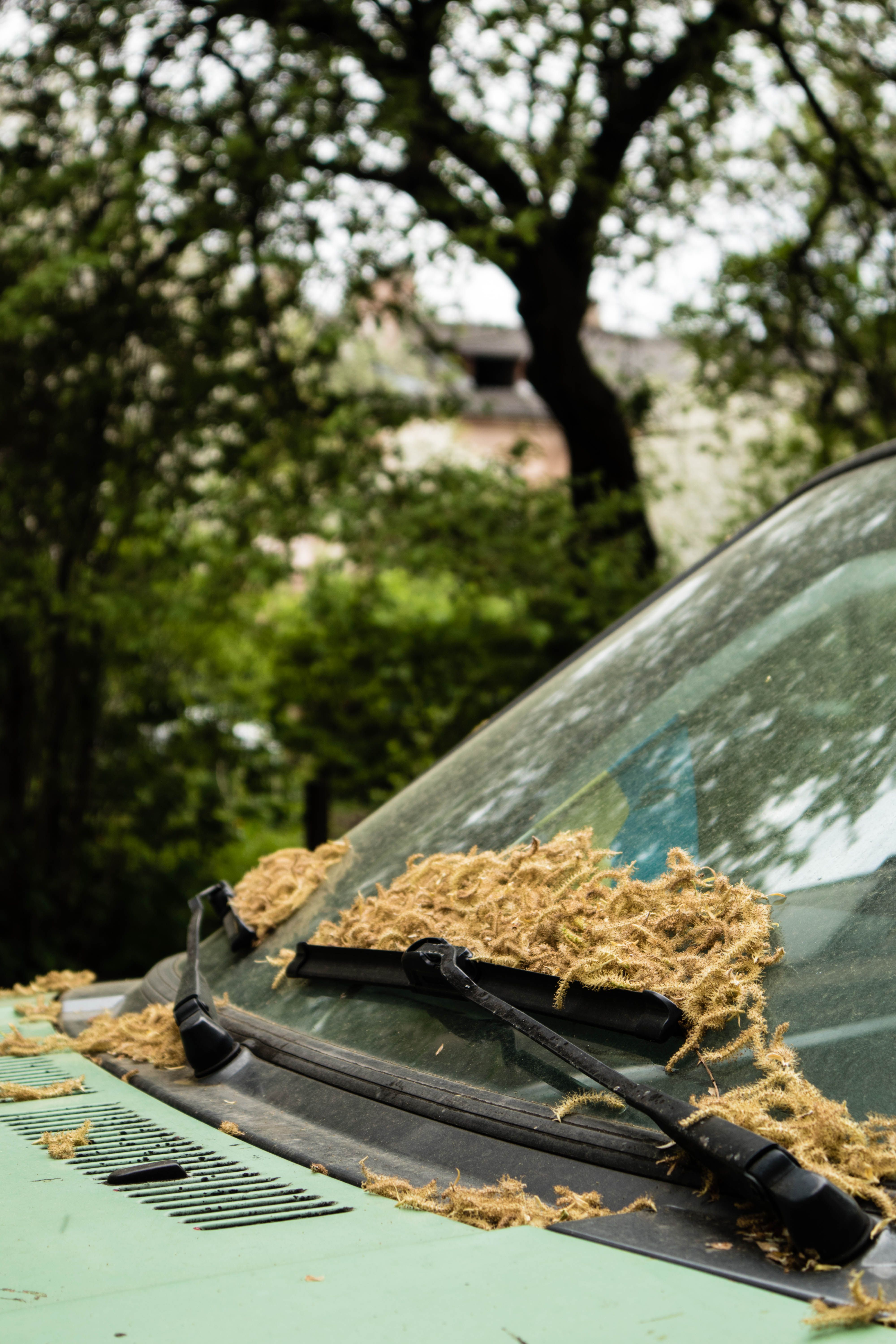 Dried Leaves on Car Windshield · Free Stock Photo