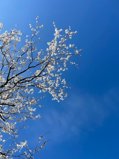 Foto profissional grátis de arvore sakura, cerejeira, céu azul