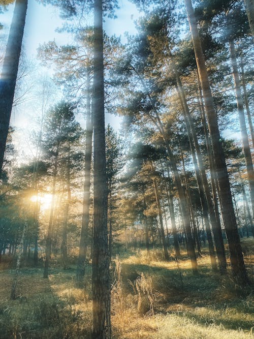 Gratuit Imagine de stoc gratuită din arbori, codru, natură Fotografie de stoc