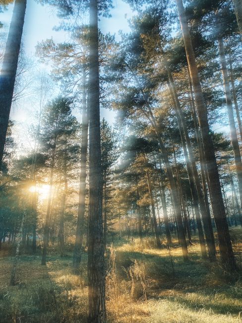 Sunlight beams through tall trees in a peaceful forest during a serene morning.