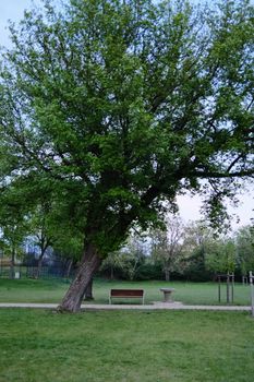 A scenic park view in Poznań, Poland with a lush green tree and a bench.