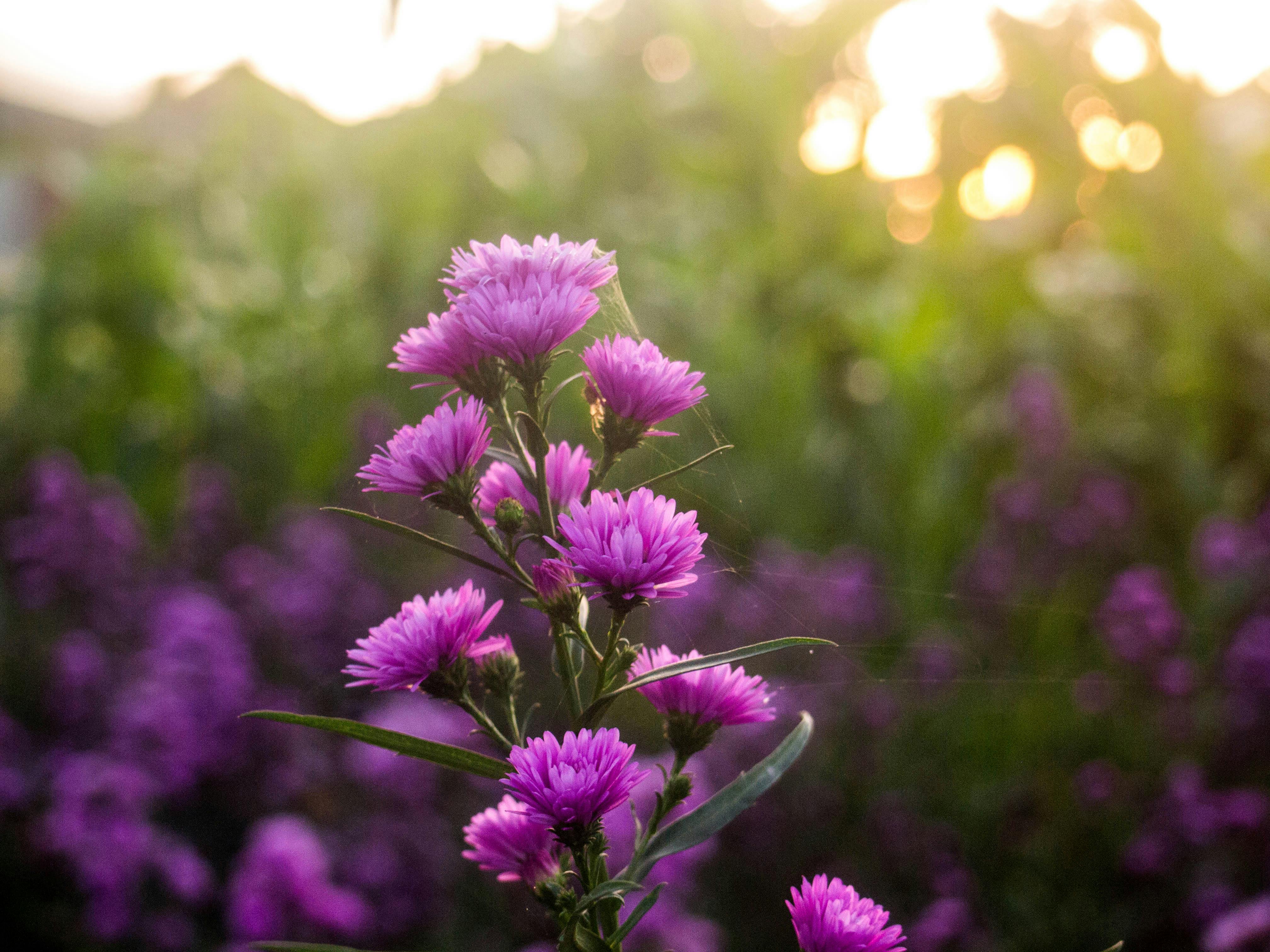 Free stock photo of backyard, flower garden, flowers