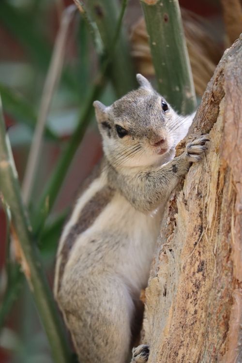 Free Adorable squirrel grasping onto a tree bark, captured in a natural setting. Stock Photo