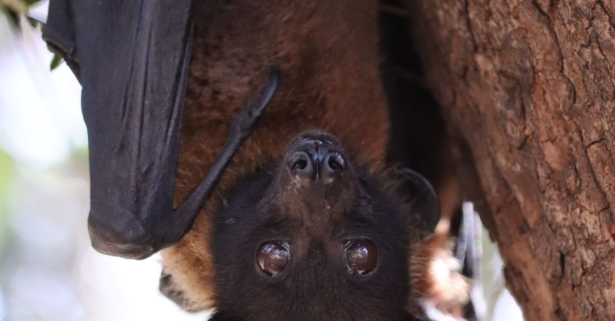 Close Up Shot of a Bat Β· Free Stock Photo
