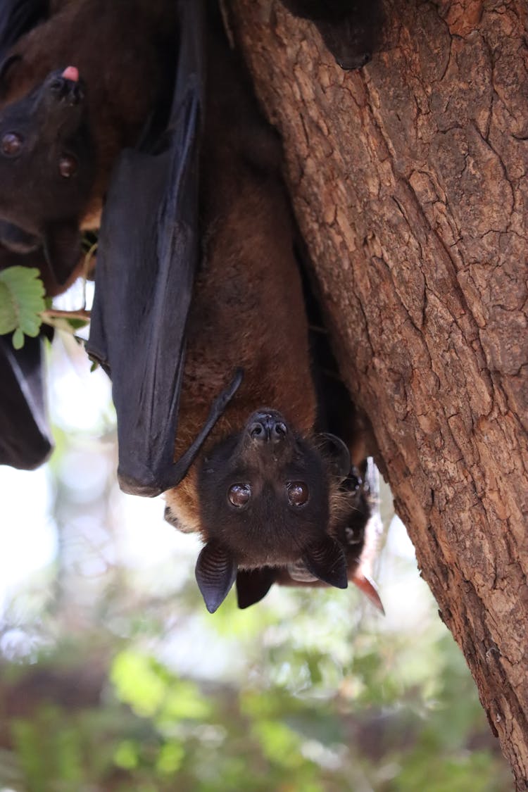 A Bat Hanging On The Tree