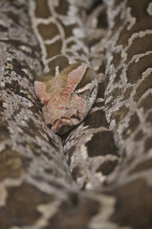 Close-Up Shot of a Snake 