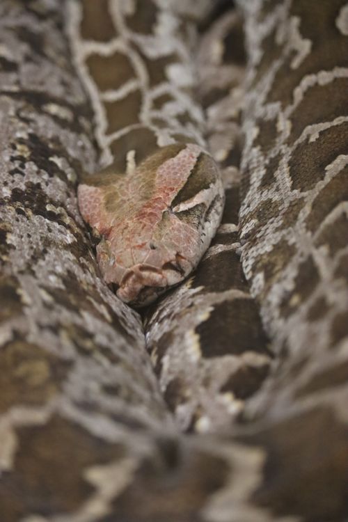 animal detail - close up macro photography of a python... Close-Up Shot of a Snake · Free Stock Photo