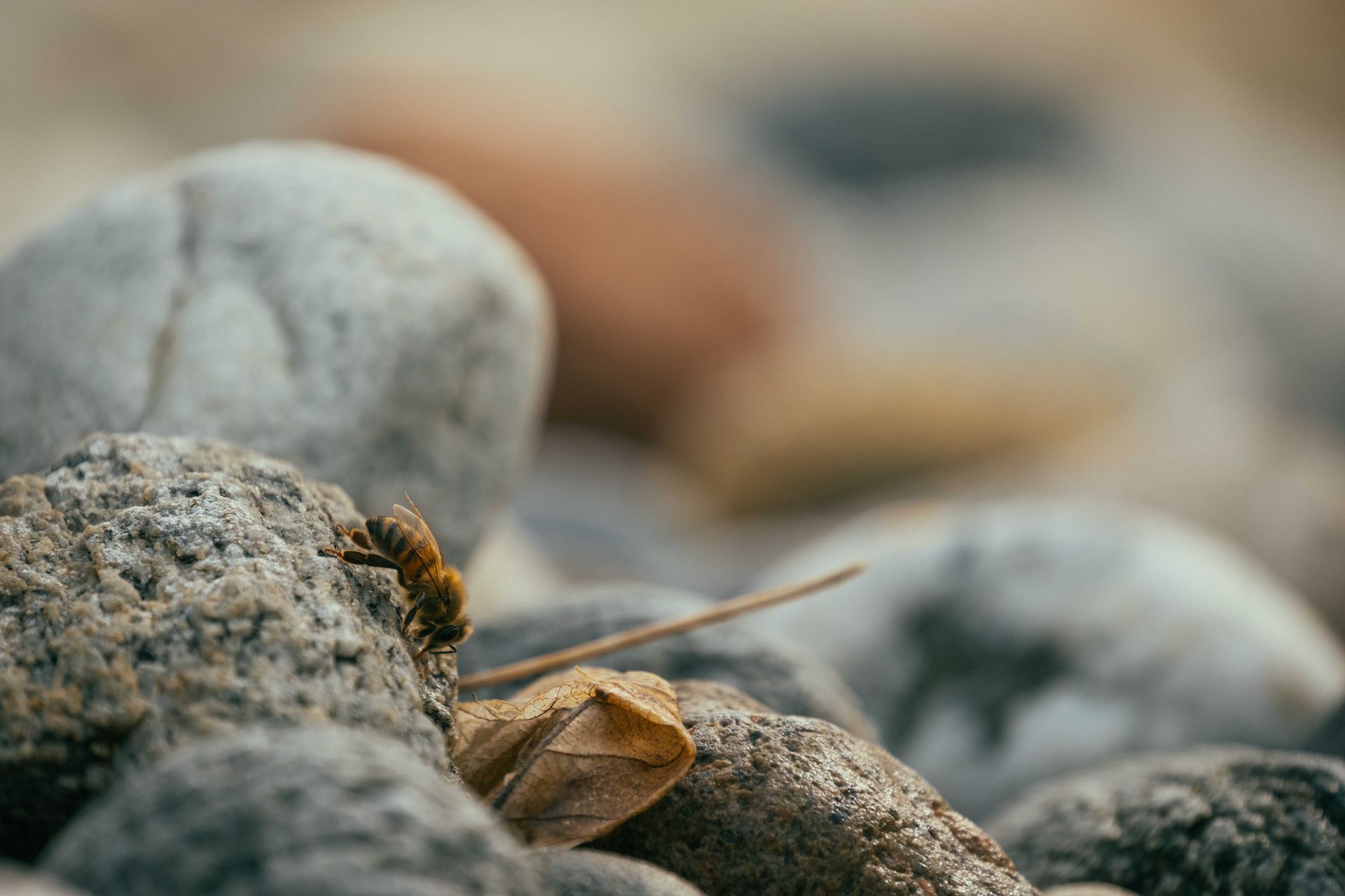 Macro photo of a bee navigating rocks, showcasing texture and natural beauty.