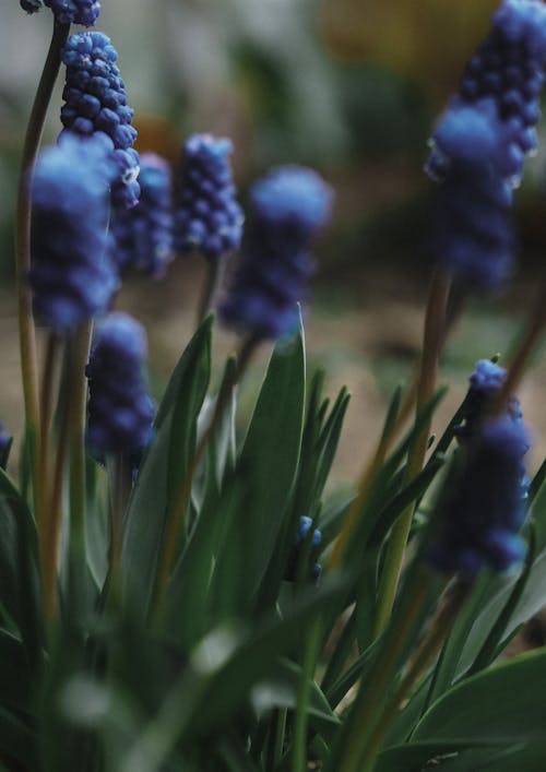 Blue Flower in Tilt Shift Lens