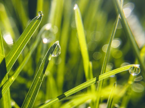 Close-up shot of dew droplets on green grass blades in morning light.