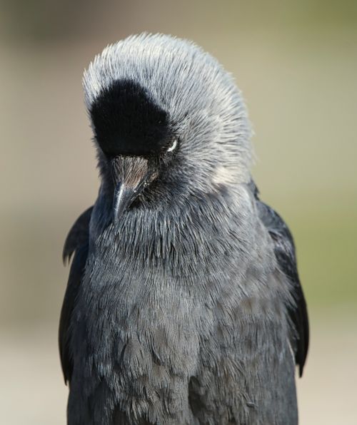 Free A detailed portrait of a jackdaw with vibrant plumage, showcasing its natural beauty. Stock Photo