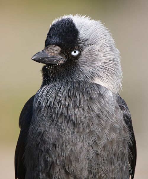 Free Detailed close-up of a Eurasian jackdaw bird with distinct grey and black plumage. Stock Photo