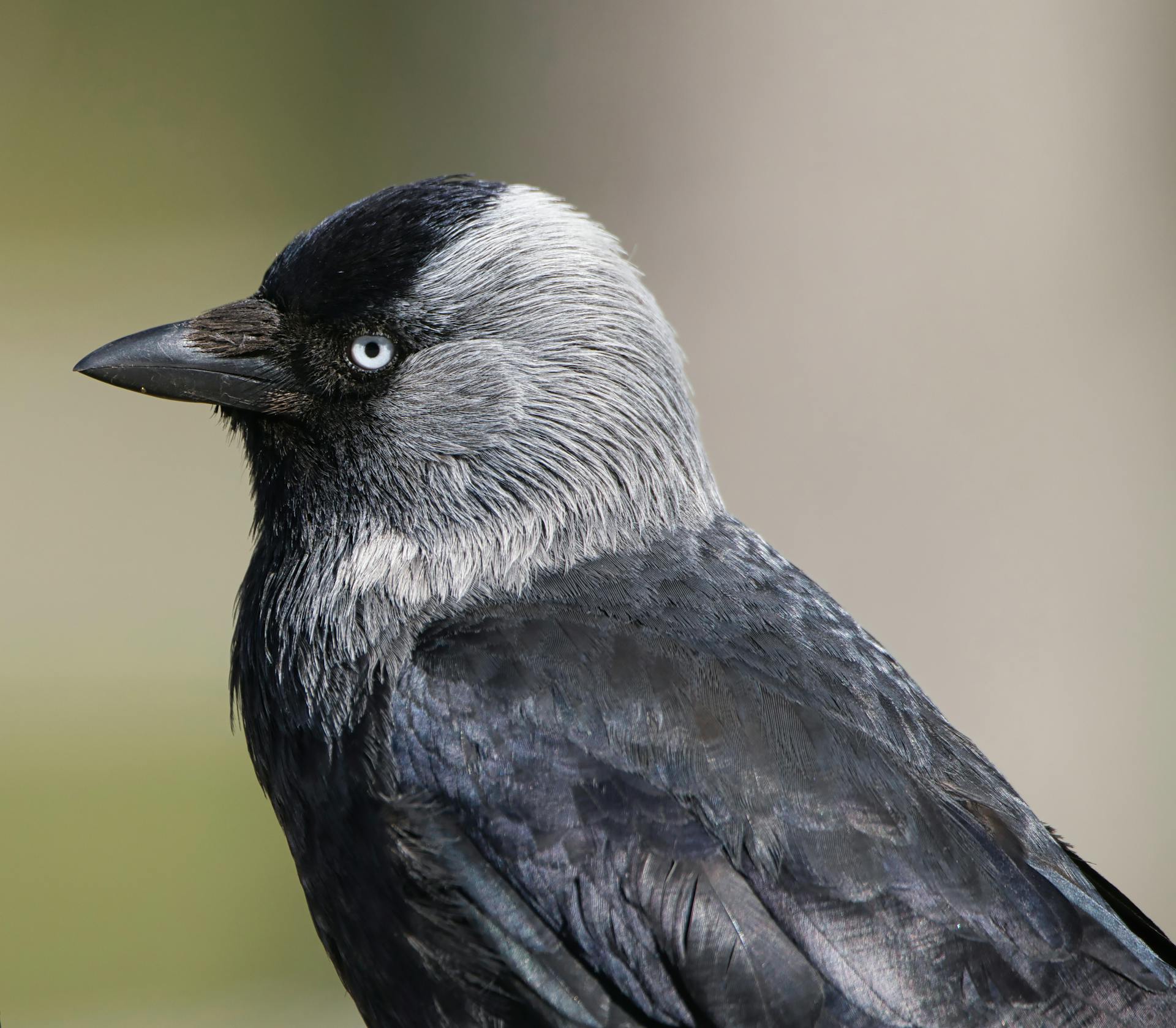 Detailed close-up of a Eurasian Jackdaw in natural lighting, showcasing its distinctive plumage.