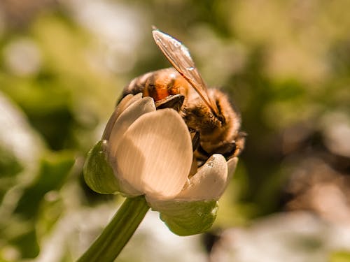 Foto profissional grátis de abelha, abelhas, alvorecer