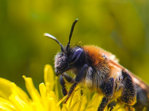 Free stock photo of bee, bee farm, bee yard