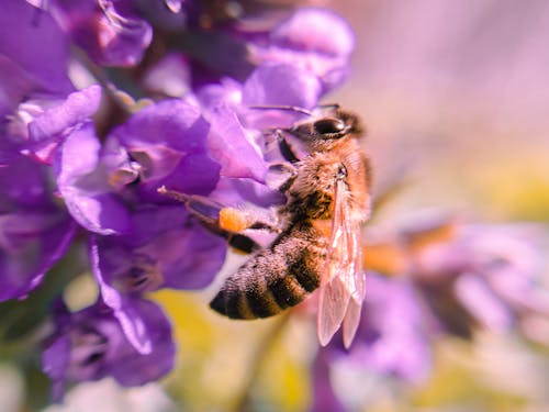 Free stock photo of bee, bee farm, bee yard