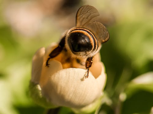 Free stock photo of bee, bee farm, bee yard