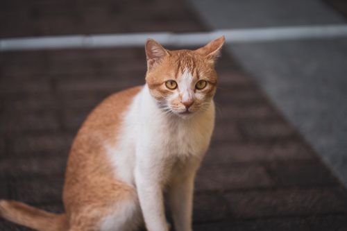 Free Charming close-up of a stray orange tabby cat with attentive gaze. Perfect for animal lovers. Stock Photo