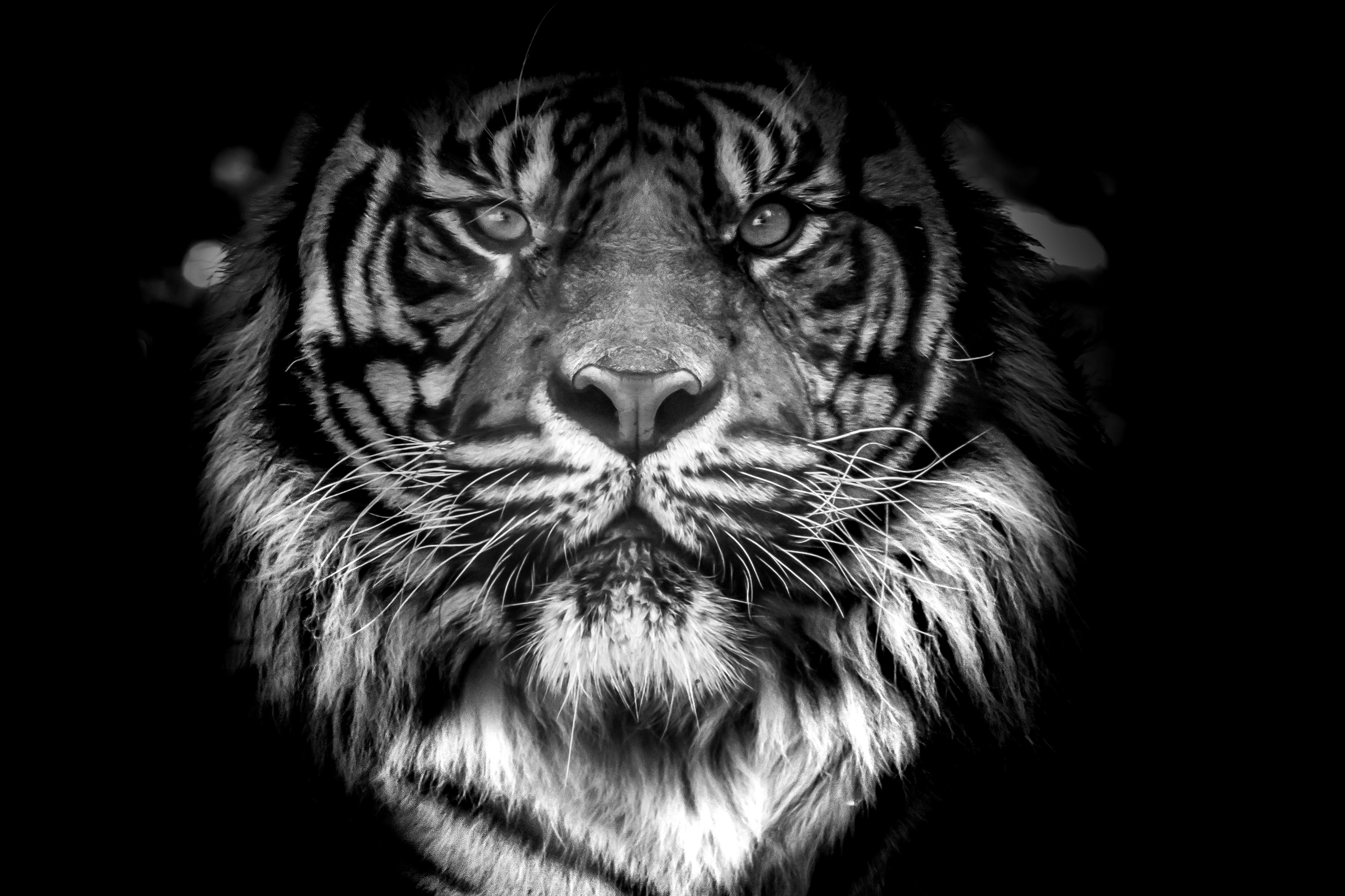 Imagenes De Blanco Y Negro De Animales