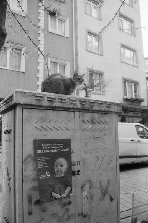 Free A stray cat perched on an urban electrical box captured in monochrome, adding a classic feel. Stock Photo