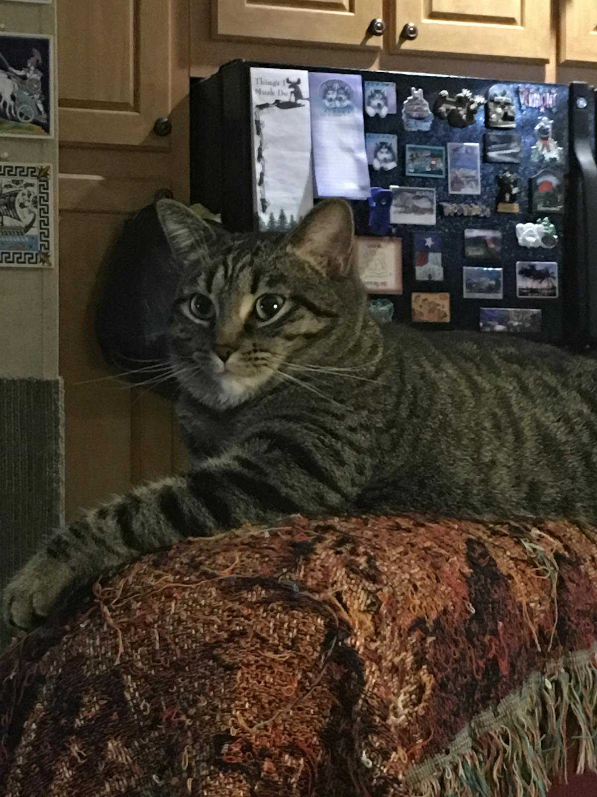 Forza Horizon 6 Release Date Just Leaked and Racing Fans Are Losing It 2 Sports car dashboard and steering wheel