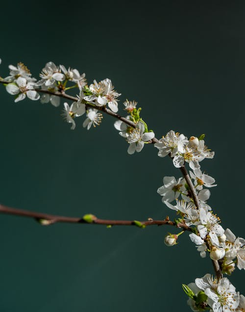 Free Plum Blossoms on a Branch Stock Photo