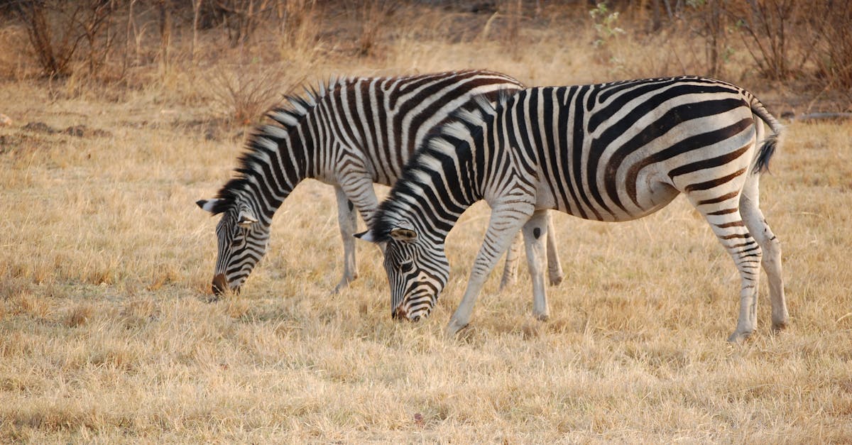 Free stock photo of animal photography, zebras