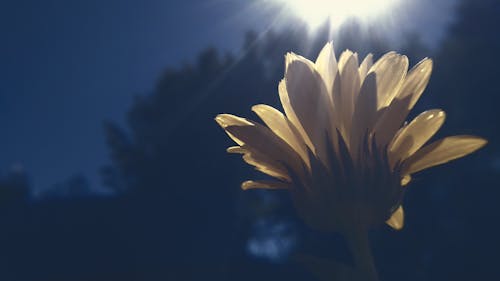 Gratis stockfoto met bloem, geel, schittering van de zon