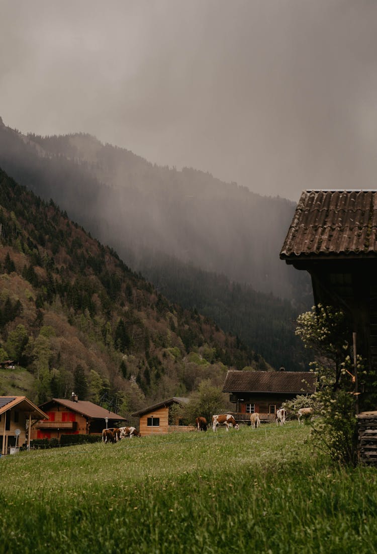 Cows Grazing Between Houses In A Mountain Village