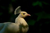 weißer Pfau