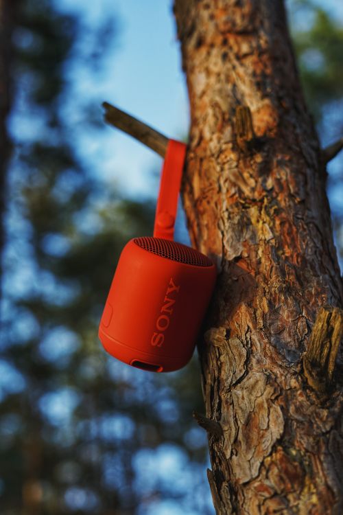 Free Red portable speaker hanging on a pine tree in a forest setting, blending nature with technology. Stock Photo