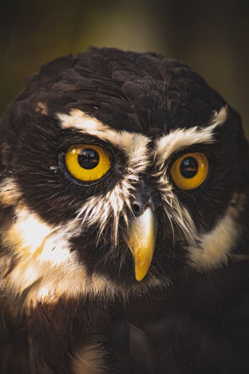 Free Detailed close-up of a spectacled owl showcasing its striking yellow eyes. Stock Photo