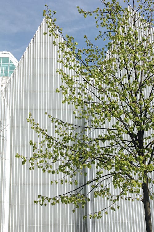 Tree in Front of a Modern Building