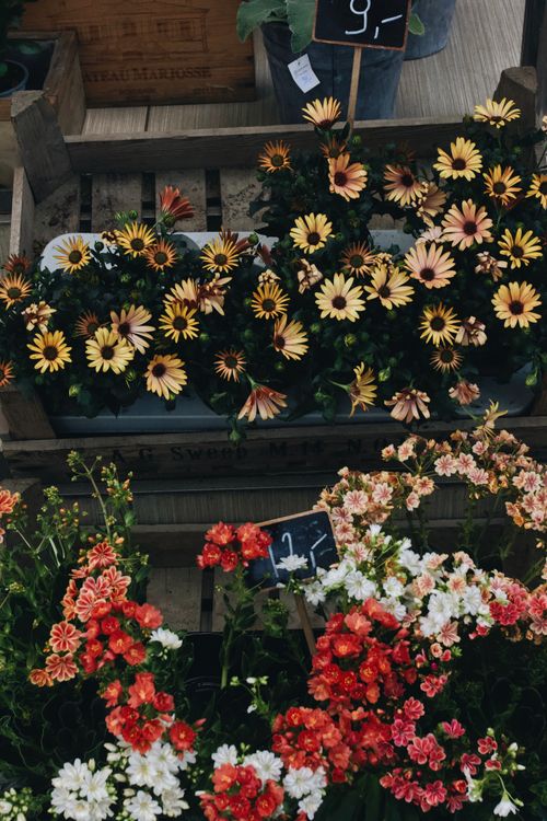 Free Vibrant flowers on display at Szczecin market, capturing the beauty of nature in full bloom. Stock Photo