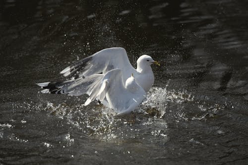 Gratis Fotos de stock gratuitas de agua, aves, blanco Foto de stock