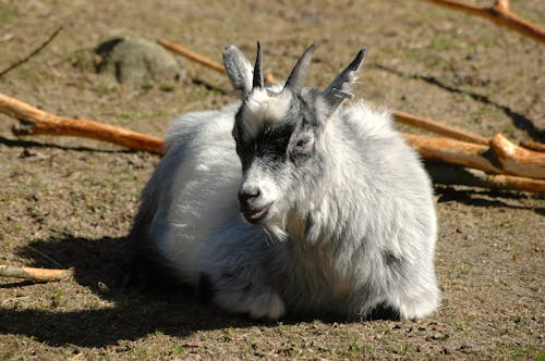 Goat Lying on the Ground