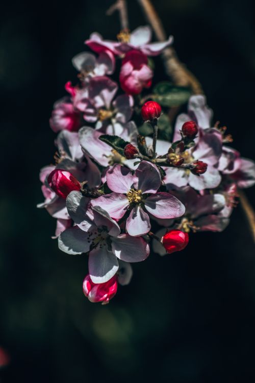 Blossom branch in low sun — photo by Leon Kohle on Pexels