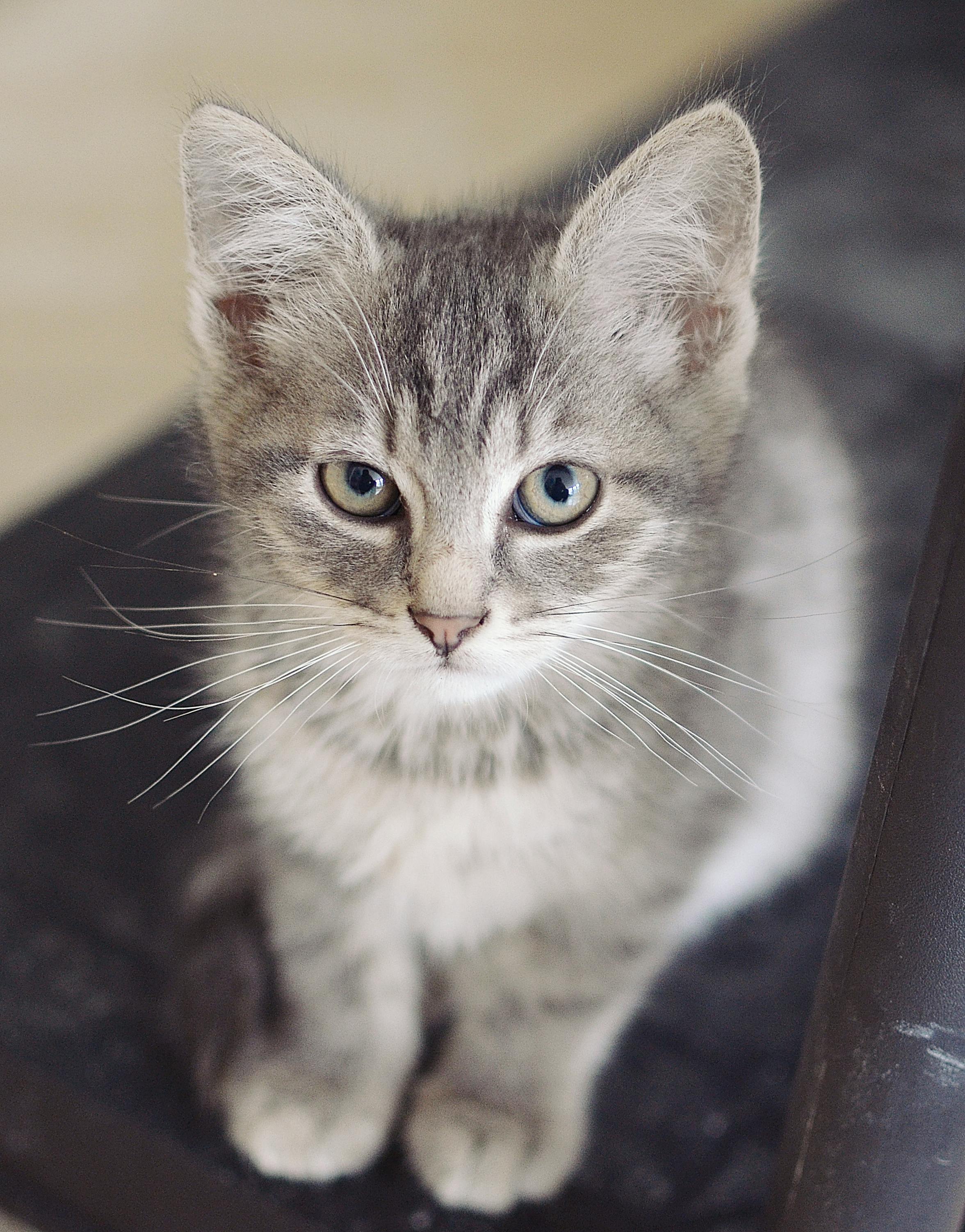 Free Grey Kittens White And Grey Kitten On Brown And Black Leopard   Pexels Photo 1202314 