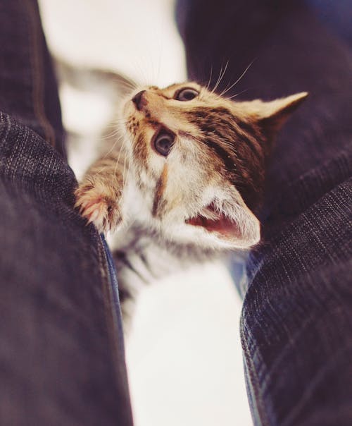 Free Tabby Kitten Stock Photo