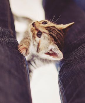 一只可爱的虎斑小猫开玩笑似地爬上人的腿，展现出它的好奇天性