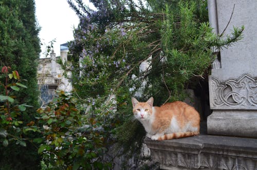 A Orange and White Cat on Gray Concrete Structure Near Plants