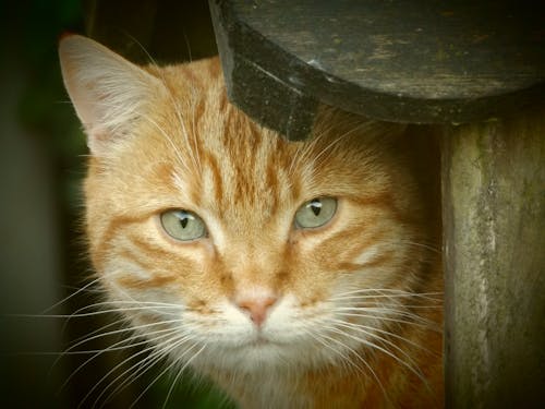 Gratis Gato Atigrado Naranja Foto de stock