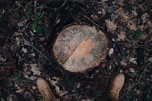 Ücretsiz ağaç gövdesi, ağaç kütüğü, ayakkabılar içeren Ücretsiz stok fotoğraf Stok Fotoğraflar